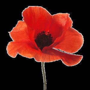 Meet your Posher, Poppy